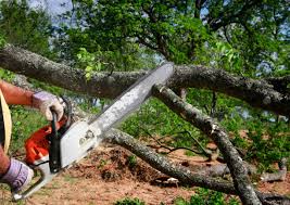 How Our Tree Care Process Works  in  Garrettsville, OH